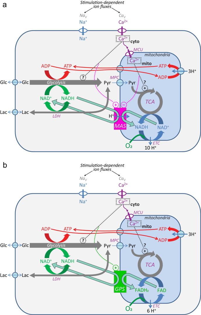 https://cdn.ncbi.nlm.nih.gov/pmc/blobs/fbfc/7870136/37f3e83c29a2/elife-64821-fig1-figsupp1.jpg