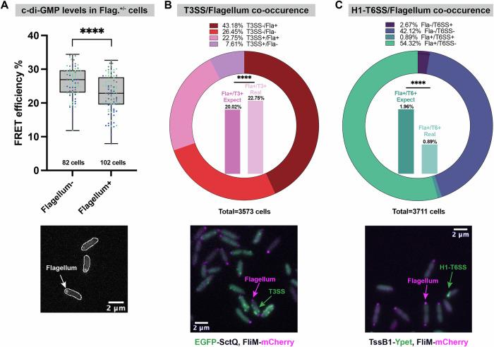 https://cdn.ncbi.nlm.nih.gov/pmc/blobs/fc10/12357884/f79c0e1d7d03/42003_2025_8693_Fig5_HTML.jpg