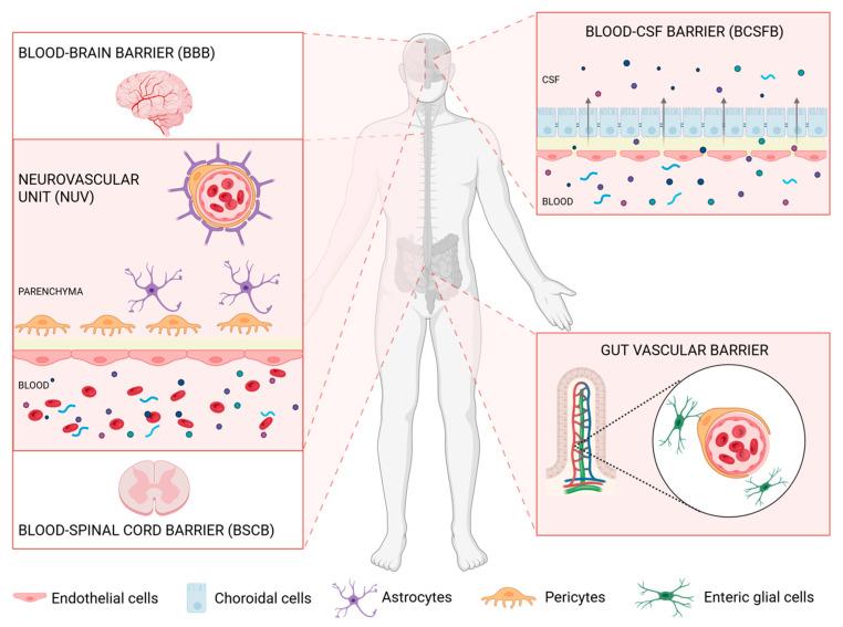 https://cdn.ncbi.nlm.nih.gov/pmc/blobs/fc18/12155447/8a5a27d9f3f1/cells-14-00848-g001.jpg