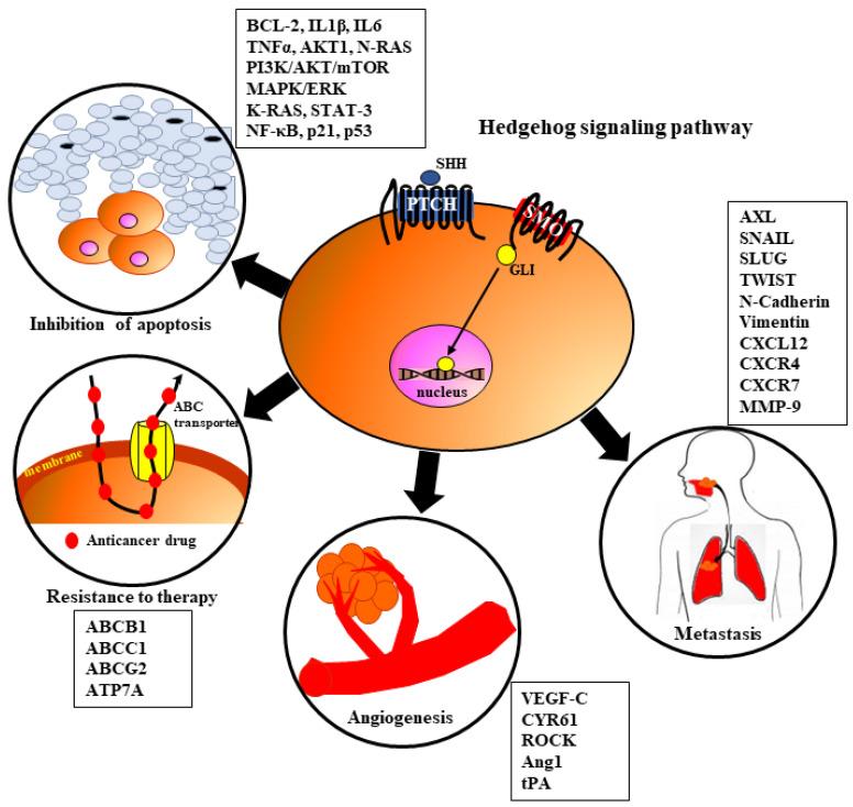 https://cdn.ncbi.nlm.nih.gov/pmc/blobs/fc2f/10453169/ae38443a20f2/cells-12-02083-g004.jpg