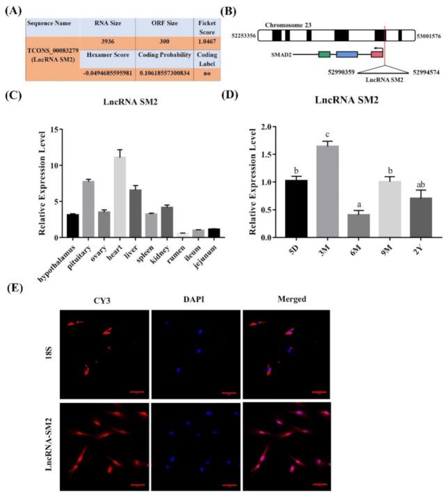 https://cdn.ncbi.nlm.nih.gov/pmc/blobs/fc54/8947352/110eaca0851b/cells-11-00985-g001.jpg