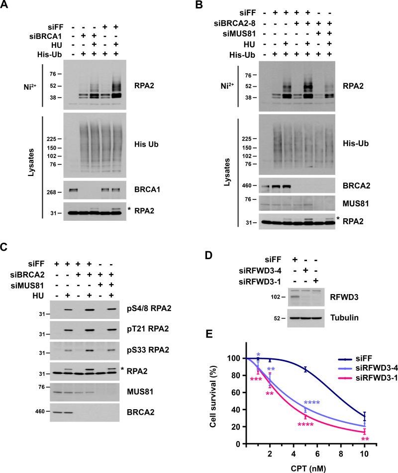https://cdn.ncbi.nlm.nih.gov/pmc/blobs/fc7e/10097976/b69b32bf62c2/JCB_202106022_FigS4.jpg
