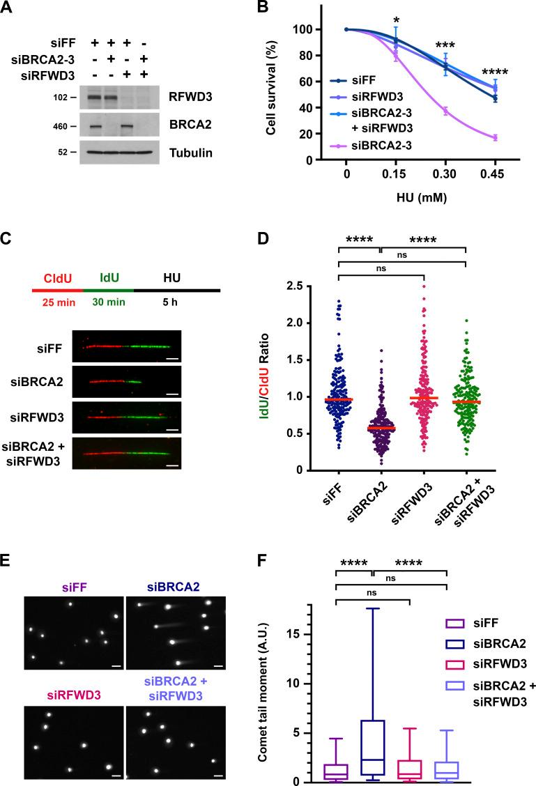 https://cdn.ncbi.nlm.nih.gov/pmc/blobs/fc7e/10097976/dc7fb7703cac/JCB_202106022_Fig1.jpg