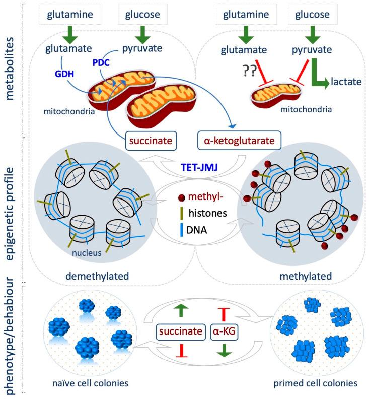 https://cdn.ncbi.nlm.nih.gov/pmc/blobs/fc89/8594706/8fed50ca1dfb/epigenomes-03-00013-g004.jpg