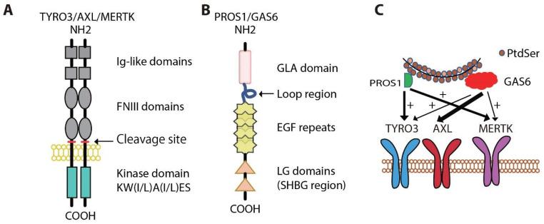 https://cdn.ncbi.nlm.nih.gov/pmc/blobs/fca3/8616094/bedeba080085/cancers-13-05639-g001.jpg
