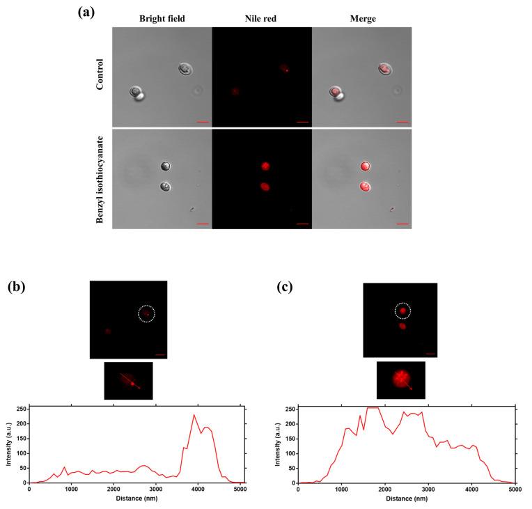 https://cdn.ncbi.nlm.nih.gov/pmc/blobs/fcad/8624053/7de9e00018a4/molecules-26-06817-g004.jpg