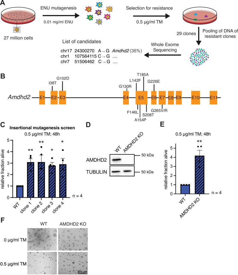 https://cdn.ncbi.nlm.nih.gov/pmc/blobs/fcb0/8970586/0473527ad2dd/elife-69223-fig1.jpg