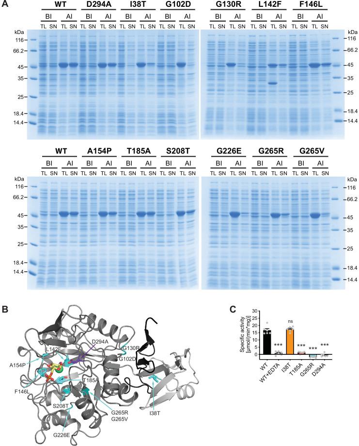 https://cdn.ncbi.nlm.nih.gov/pmc/blobs/fcb0/8970586/8666816e5f6b/elife-69223-fig4.jpg