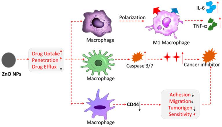 https://cdn.ncbi.nlm.nih.gov/pmc/blobs/fcc9/12113910/218e2c2de271/nanomaterials-15-00754-g005.jpg