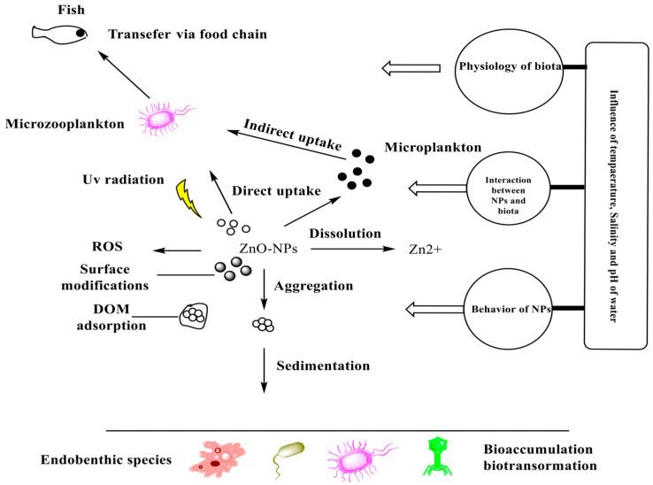 https://cdn.ncbi.nlm.nih.gov/pmc/blobs/fcc9/12113910/ff5c9a79a441/nanomaterials-15-00754-g010.jpg