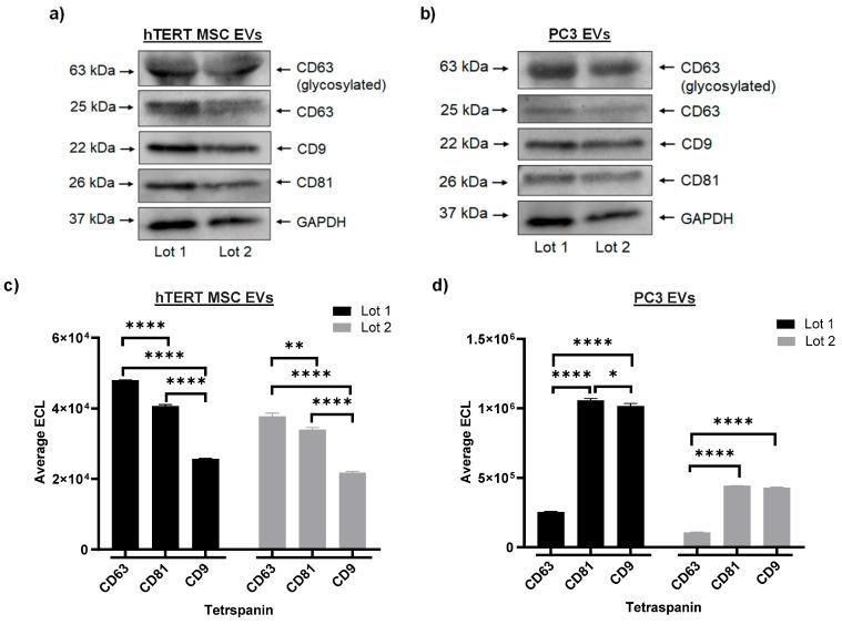 https://cdn.ncbi.nlm.nih.gov/pmc/blobs/fccb/11120263/c55d471a3dab/cells-13-00861-g002.jpg