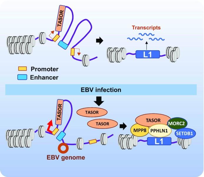 https://cdn.ncbi.nlm.nih.gov/pmc/blobs/fccc/10250212/40578fd52bda/gkad203fig6.jpg