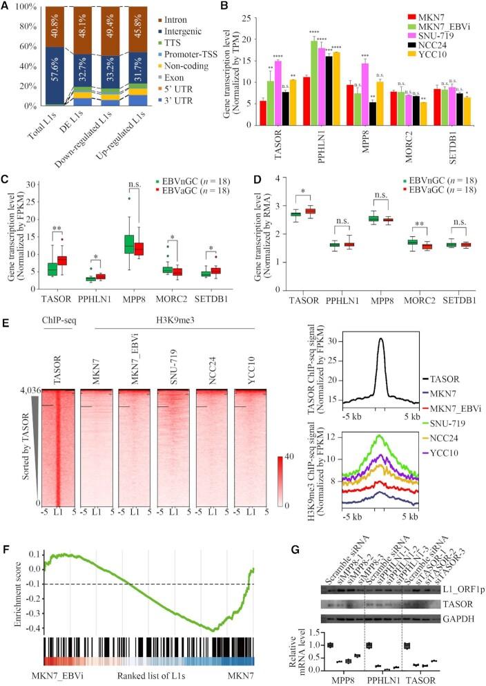 https://cdn.ncbi.nlm.nih.gov/pmc/blobs/fccc/10250212/b08d46965968/gkad203fig4.jpg