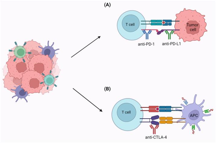 https://cdn.ncbi.nlm.nih.gov/pmc/blobs/fccc/10417124/3445db161a33/cancers-15-03930-g004.jpg