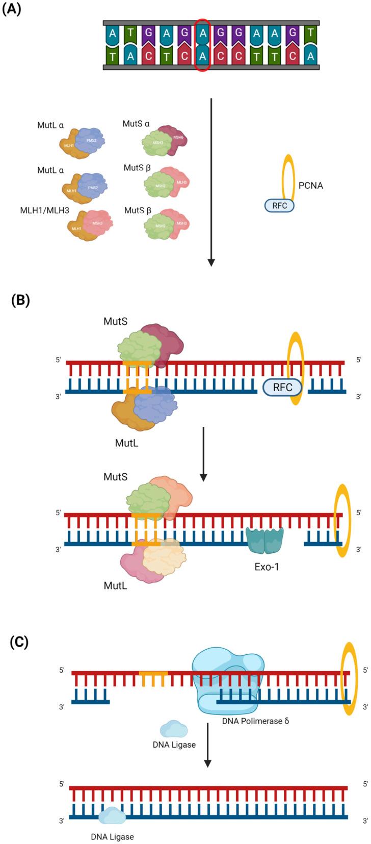 https://cdn.ncbi.nlm.nih.gov/pmc/blobs/fccc/10417124/62bd7f86d11a/cancers-15-03930-g001.jpg