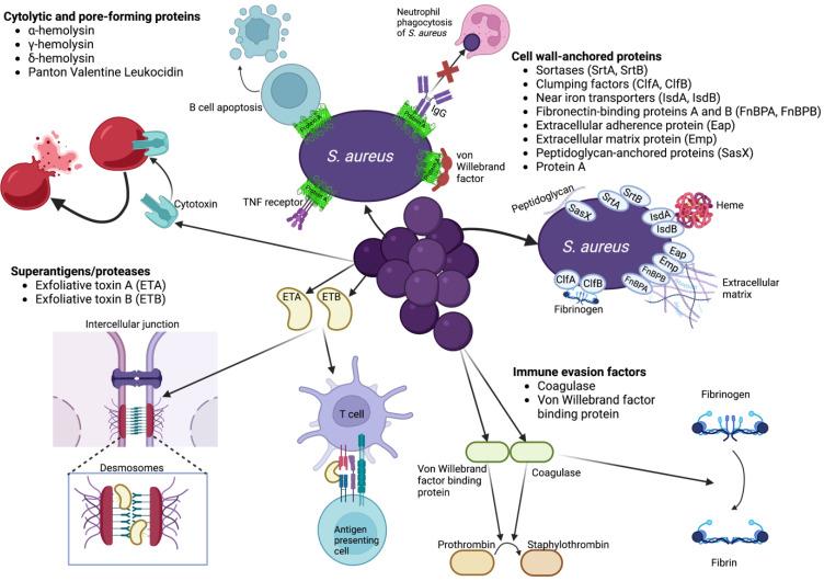 https://cdn.ncbi.nlm.nih.gov/pmc/blobs/fceb/10044708/78101c4659ce/antibiotics-12-00557-g001.jpg