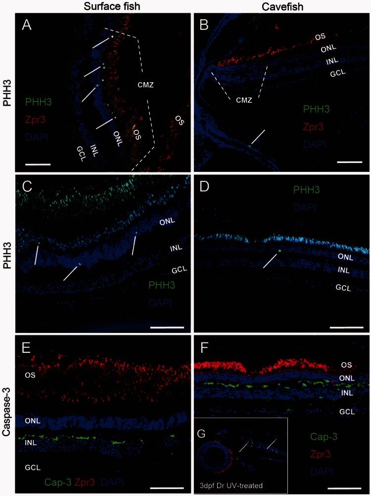 https://cdn.ncbi.nlm.nih.gov/pmc/blobs/fced/3684860/43710def0987/mst079f3p.jpg