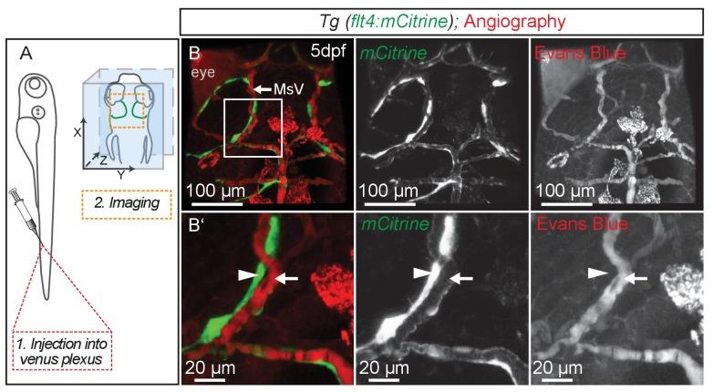 https://cdn.ncbi.nlm.nih.gov/pmc/blobs/fd0c/5457137/8a706e3a18ca/elife-25932-fig7-figsupp1.jpg