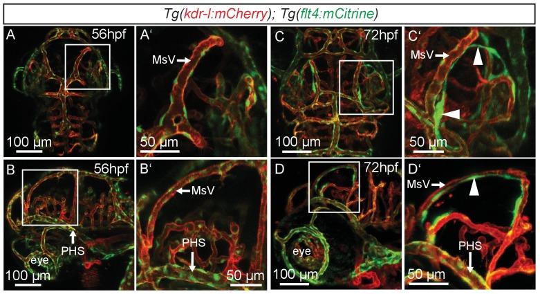 https://cdn.ncbi.nlm.nih.gov/pmc/blobs/fd0c/5457137/a76d22091a46/elife-25932-fig1-figsupp1.jpg