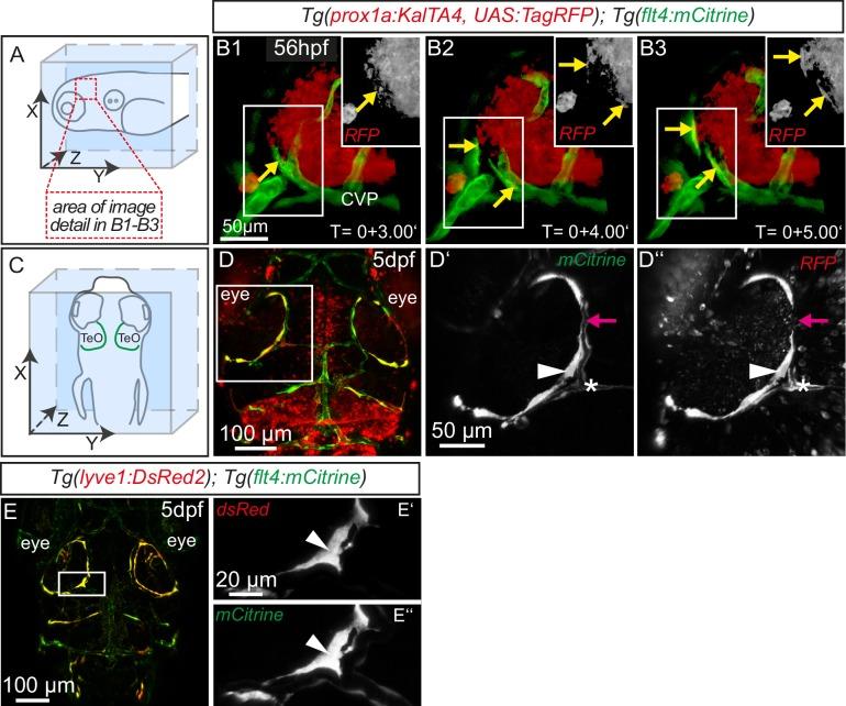 https://cdn.ncbi.nlm.nih.gov/pmc/blobs/fd0c/5457137/c65ae063b454/elife-25932-fig2.jpg