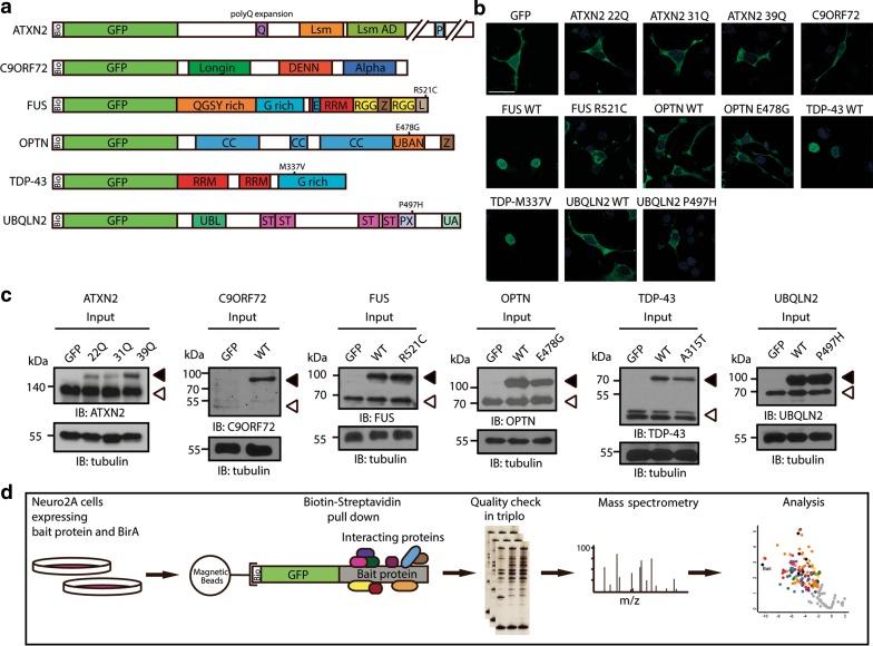 https://cdn.ncbi.nlm.nih.gov/pmc/blobs/fd49/4947123/64513fa7ce6a/401_2016_1575_Fig1_HTML.jpg