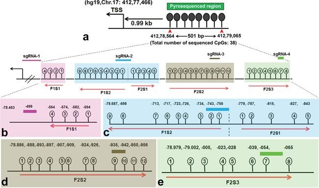 https://cdn.ncbi.nlm.nih.gov/pmc/blobs/fd58/5216816/19d5802854f8/oncotarget-07-46545-g002.jpg