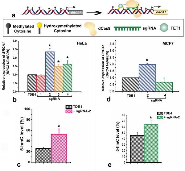 https://cdn.ncbi.nlm.nih.gov/pmc/blobs/fd58/5216816/8be19dd7eddc/oncotarget-07-46545-g004.jpg