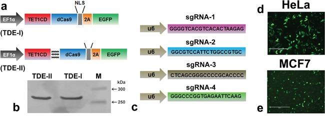 https://cdn.ncbi.nlm.nih.gov/pmc/blobs/fd58/5216816/deac57c02f06/oncotarget-07-46545-g001.jpg