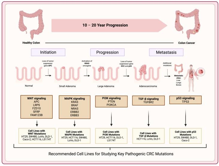 https://cdn.ncbi.nlm.nih.gov/pmc/blobs/fd70/12248563/cb14cec644c2/cancers-17-02163-g002.jpg