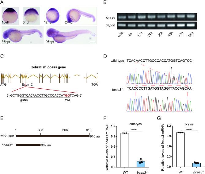 https://cdn.ncbi.nlm.nih.gov/pmc/blobs/fd80/12142951/f891ee64196f/40659_2025_615_Fig5_HTML.jpg