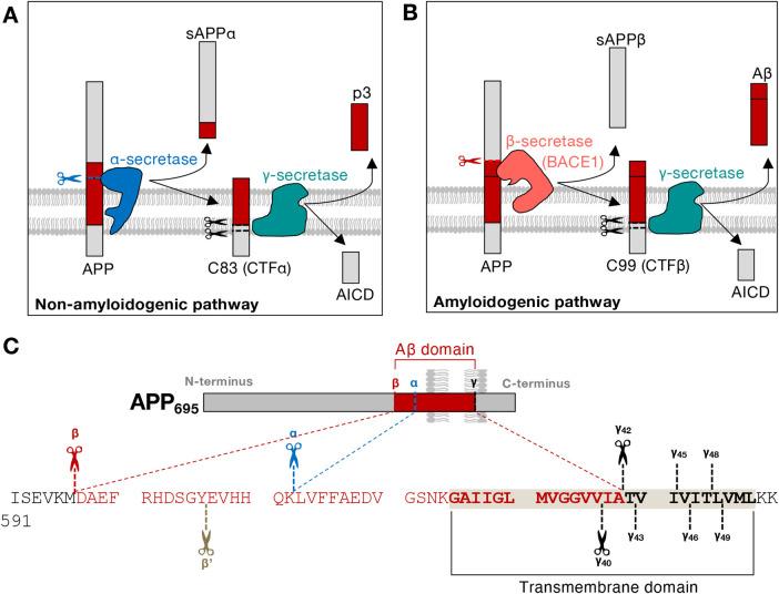 https://cdn.ncbi.nlm.nih.gov/pmc/blobs/fd97/11555708/4bdbeb2a3e6e/BCJ-481-1297-g0001.jpg