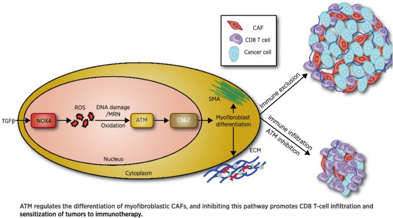 https://cdn.ncbi.nlm.nih.gov/pmc/blobs/fdd4/9755965/cc790e73faaa/overview_graphic_can-22-0435.jpg