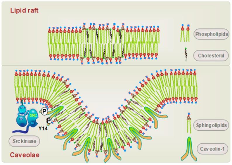 https://cdn.ncbi.nlm.nih.gov/pmc/blobs/fdda/6723262/c2436db978dd/biomolecules-09-00341-g001.jpg