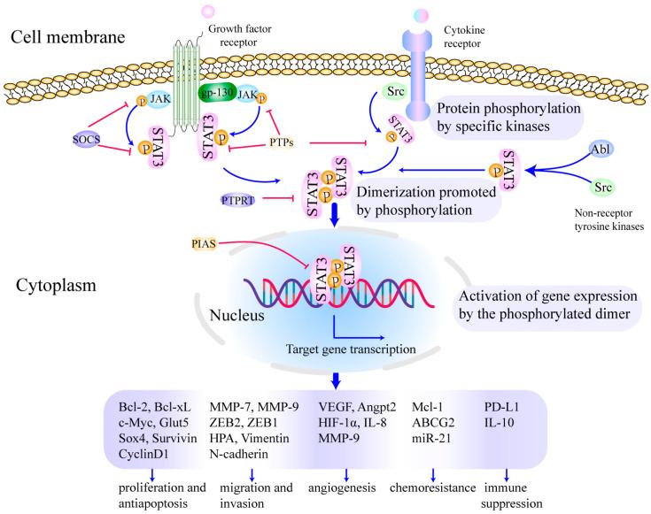 https://cdn.ncbi.nlm.nih.gov/pmc/blobs/fdff/9563058/49abe9407cd4/cells-11-03131-g001.jpg