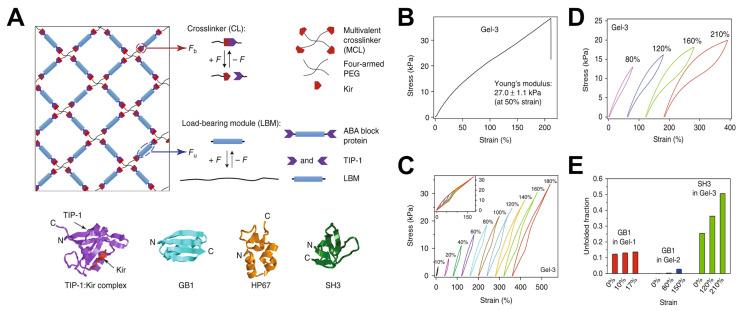 https://cdn.ncbi.nlm.nih.gov/pmc/blobs/fe12/12385289/032466cb07a6/gels-11-00588-g012.jpg