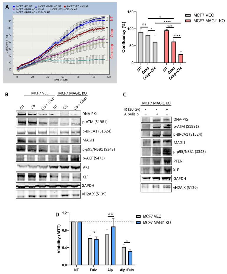 https://cdn.ncbi.nlm.nih.gov/pmc/blobs/fe29/10417439/4ed093df385a/cells-12-01929-g004.jpg