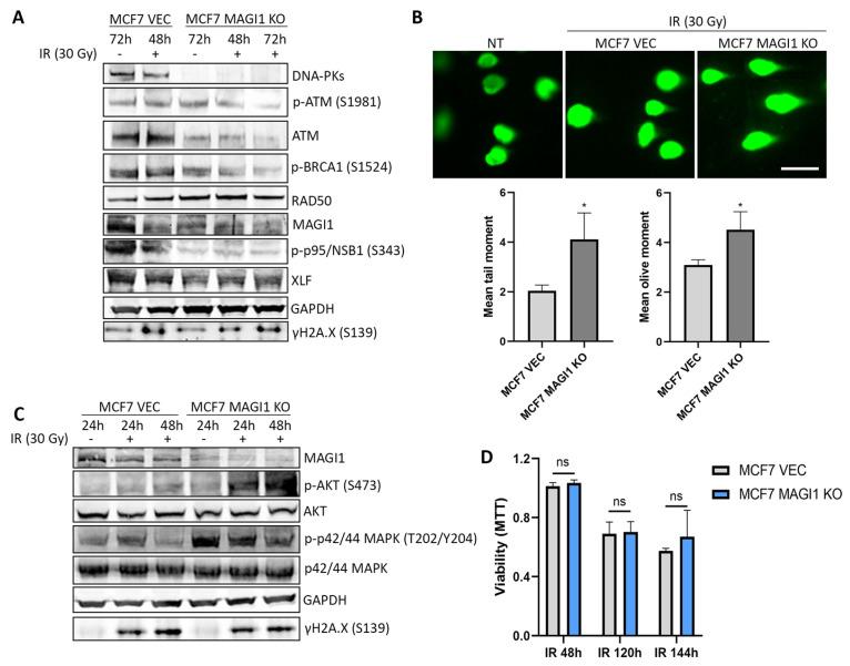 https://cdn.ncbi.nlm.nih.gov/pmc/blobs/fe29/10417439/8e2acce10e4d/cells-12-01929-g003.jpg