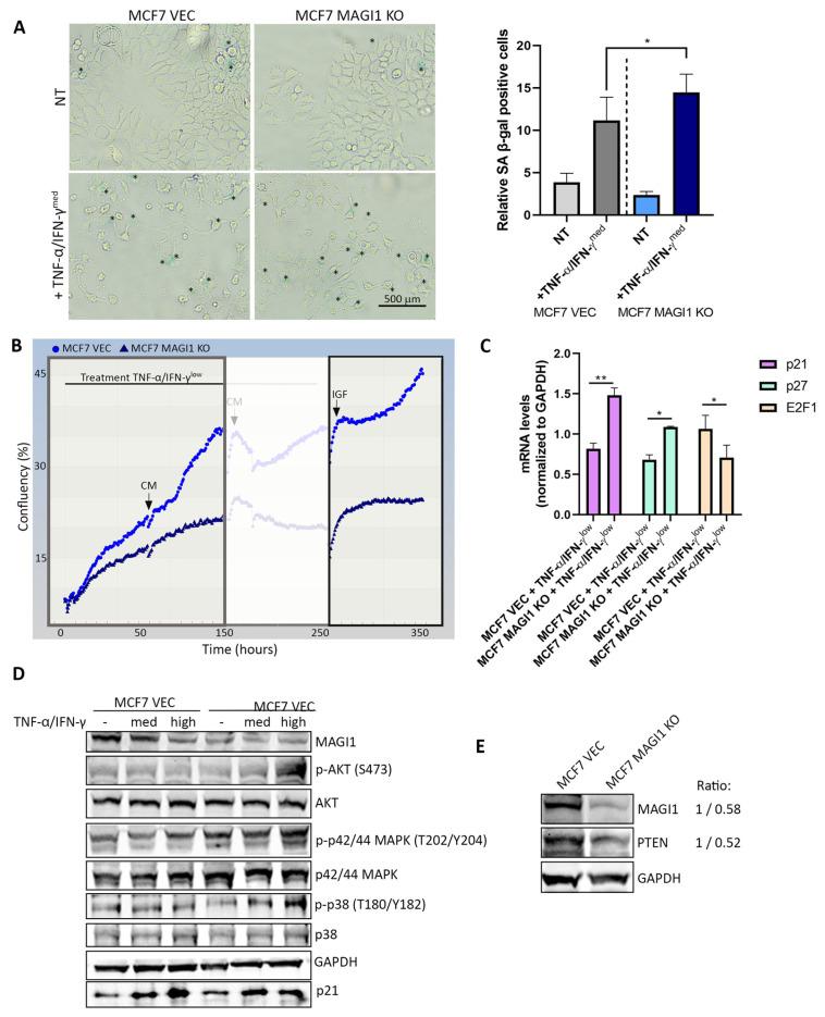 https://cdn.ncbi.nlm.nih.gov/pmc/blobs/fe29/10417439/d1e0e1b81dc9/cells-12-01929-g002.jpg