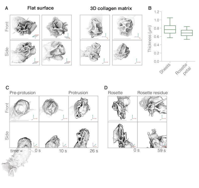 https://cdn.ncbi.nlm.nih.gov/pmc/blobs/fe3b/5614560/5b1ae5f7f8f2/elife-26990-fig3.jpg