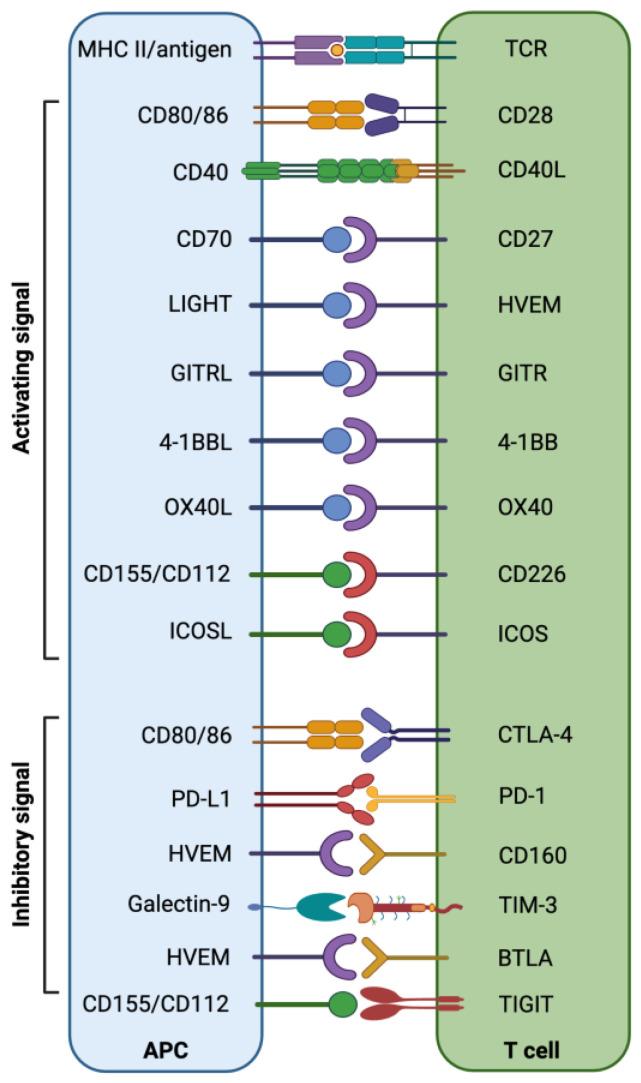 https://cdn.ncbi.nlm.nih.gov/pmc/blobs/fe67/9913322/117bdef84706/cells-12-00365-g001.jpg