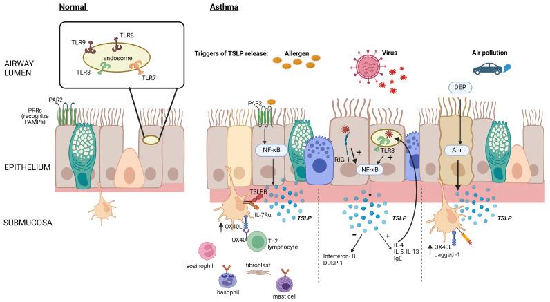 https://cdn.ncbi.nlm.nih.gov/pmc/blobs/fe77/11048646/0bc7ab2da2e2/biomolecules-14-00401-g001.jpg