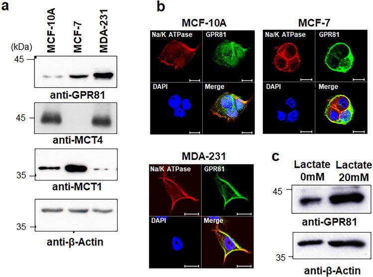 https://cdn.ncbi.nlm.nih.gov/pmc/blobs/fe81/9012857/bf173da35ed7/41598_2022_10143_Fig1_HTML.jpg