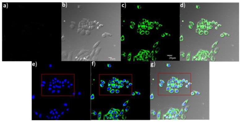 https://cdn.ncbi.nlm.nih.gov/pmc/blobs/fea3/8122791/4d089fa4abf0/molecules-26-02457-g006.jpg
