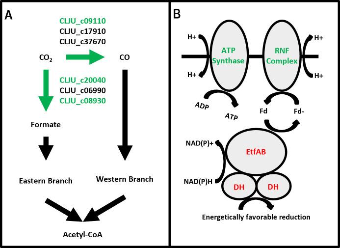 https://cdn.ncbi.nlm.nih.gov/pmc/blobs/fed0/12090709/d344a4600b5f/msystems.00030-25.f007.jpg