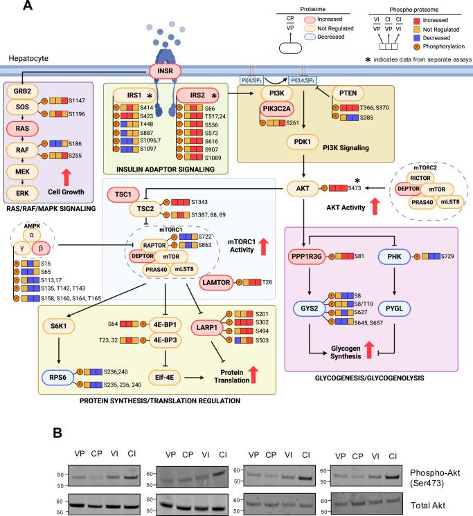 https://cdn.ncbi.nlm.nih.gov/pmc/blobs/feef/12095689/9c9f014cbbce/41467_2025_59773_Fig4_HTML.jpg