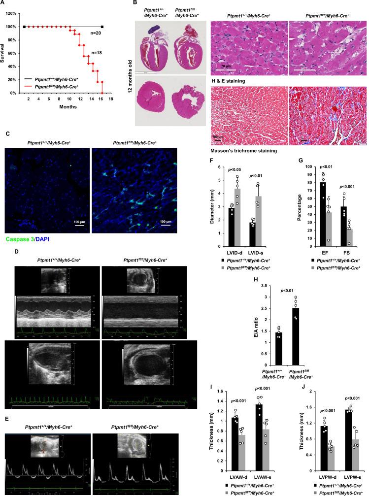 https://cdn.ncbi.nlm.nih.gov/pmc/blobs/ff23/10482430/83da297791fb/elife-86944-fig5.jpg