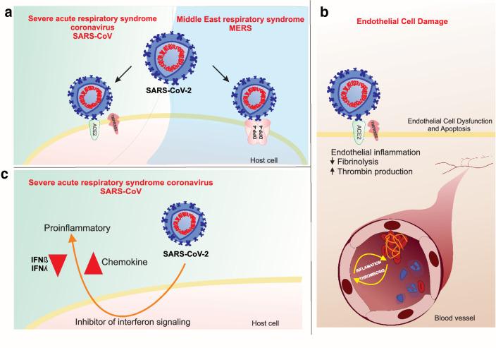 https://cdn.ncbi.nlm.nih.gov/pmc/blobs/ff31/7923463/02d80f8f0ab4/13098_2021_639_Fig1_HTML.jpg