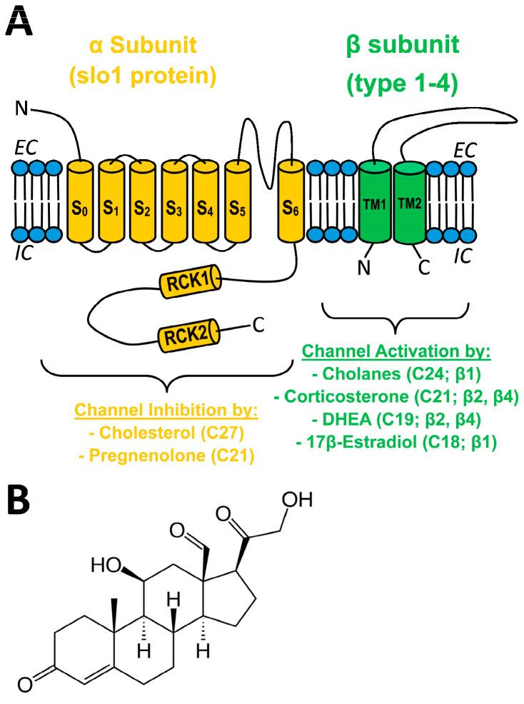https://cdn.ncbi.nlm.nih.gov/pmc/blobs/ff41/10218309/897462e26c0b/ijms-24-08704-g001.jpg