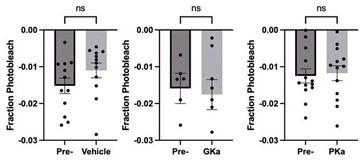 https://cdn.ncbi.nlm.nih.gov/pmc/blobs/ff58/11820133/0024fbef7e05/elife-103068-sa4-fig1.jpg