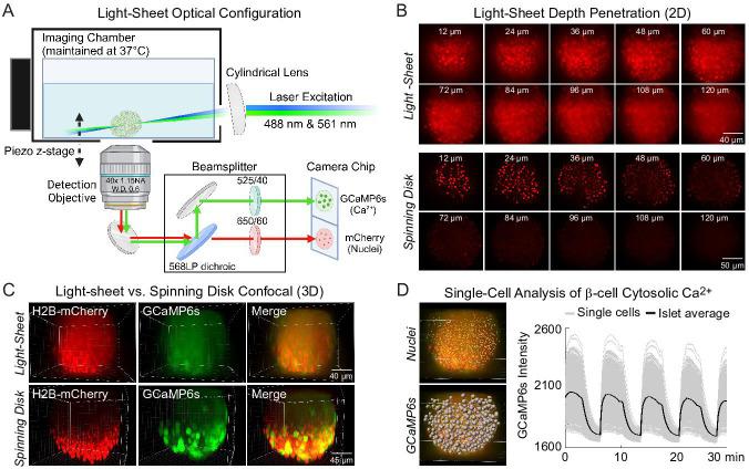 https://cdn.ncbi.nlm.nih.gov/pmc/blobs/ff58/11820133/2381ac0ca7d8/elife-103068-fig1.jpg